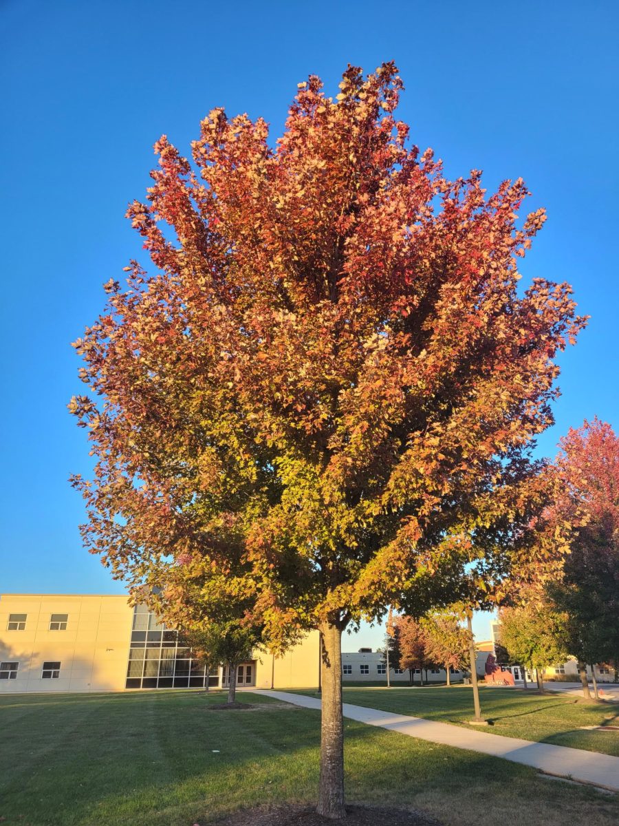 Tree leaves turning red in front of North